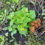 Viola pubescens Folha