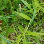 Paspalum repens Hoja