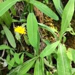 Sonchus maritimus Агульны выгляд