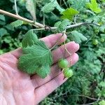 Ribes cynosbati Fruto