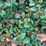 Cotoneaster dammeri Folha