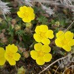 Potentilla verna Blüte