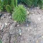 Equisetum telmateiaDeilen