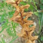 Orobanche ludoviciana Fruit