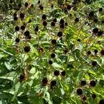 Rudbeckia triloba आदत