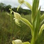 Centrostigma occultans Flor