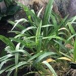 Oncidium sphacelatum Blatt