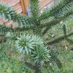 Araucaria araucanaBlatt