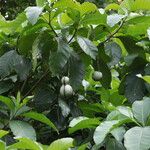 Voacanga africana Frukt