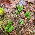 Coptis trifolia Hoja