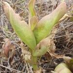 Kalanchoe lanceolata Blatt