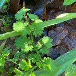 Fumaria capreolata Blatt