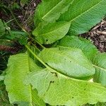 Rumex × acutus Leaf