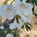 Nerium oleander Bloem