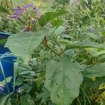 Solanum subinerme Leaf