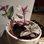 Tradescantia fluminensisFolha