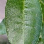 Mandevilla boliviensis Leaf