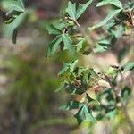 Berberis trifoliolata Folha