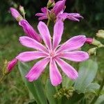Lewisia cotyledon Floare