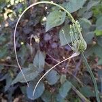 Allium oleraceum Fleur