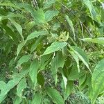 Cornus foemina Leaf