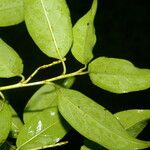 Prunus rhamnoides Leaf