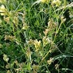 Medicago falcata Alkat (teljes növény)