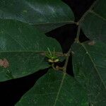 Monanthotaxis laurentii Other