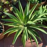 Agave demeesteriana Лист