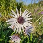 Berkheya purpureaBlüte