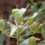 Hormathophylla halimifolia Fruto