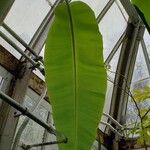 Musa balbisiana Leaf