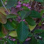 Euonymus maackii Leaf