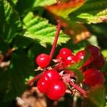 Rubus saxatilis Hedelmä