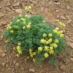 Lomatium grayi Habitat