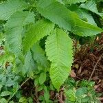 Tecoma stans Leaf