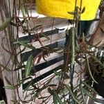 Ceropegia linearis Φύλλο