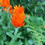 Calendula algeriensis Flower