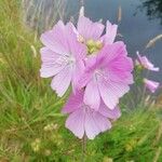 Malva alceaFlower