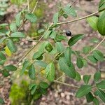 Ligustrum vulgareDeilen