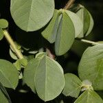 Crotalaria incana Fruit