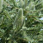 Astragalus alopecurus Blüte