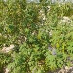 Vitex negundo 整株植物