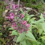 Lepechinia hastata Flor