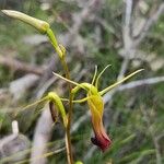 Cryptostylis subulataফুল