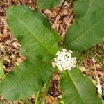 Asclepias variegataFulla