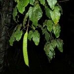 Pleonotoma variabilis Fruit