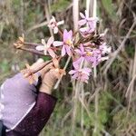 Epidendrum arachnoglossum Blüte