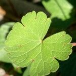 Geranium rotundifolium Frunză