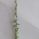 Melica persica Otro